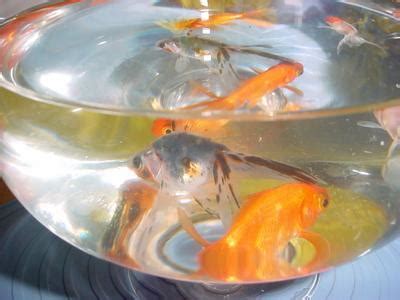 養金魚風水|【金魚風水】金魚風水：在家養金魚招財旺財的究極指南！